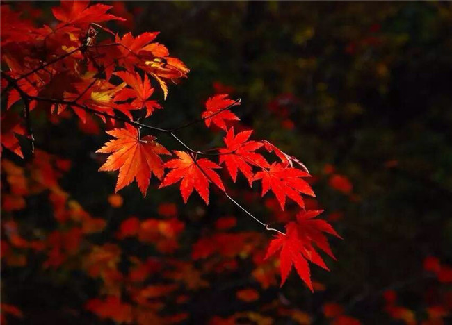 紅葉似火意似情，楓葉夜色攝影欣賞