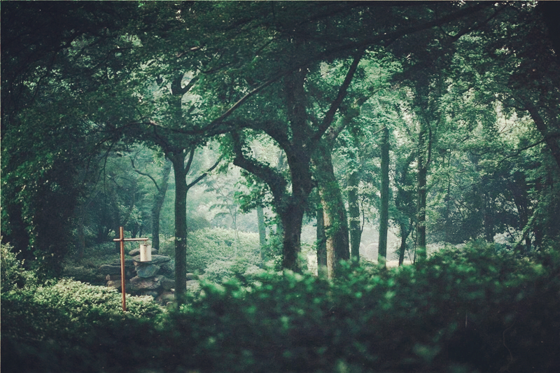 夏日樹(shù)蔭風(fēng)景攝影