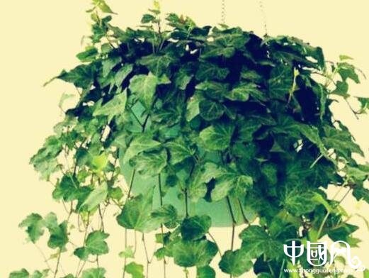 室內(nèi)的植物風(fēng)水