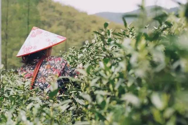 莫干山悠然九希，面朝竹海背向茶山的避暑圣地